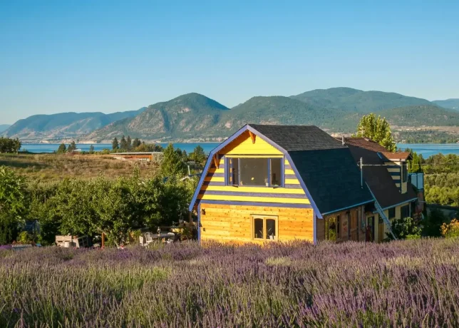 2014-06-10-Lavender_Farm-Harvest-682