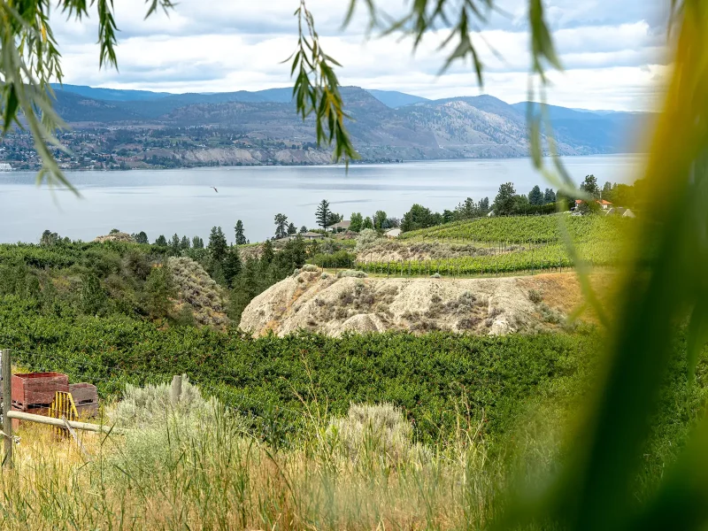 Discover Naramata - June 27 2025
