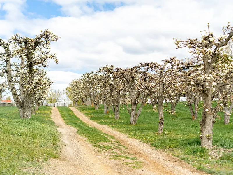 Discover Naramata - April 16 2026