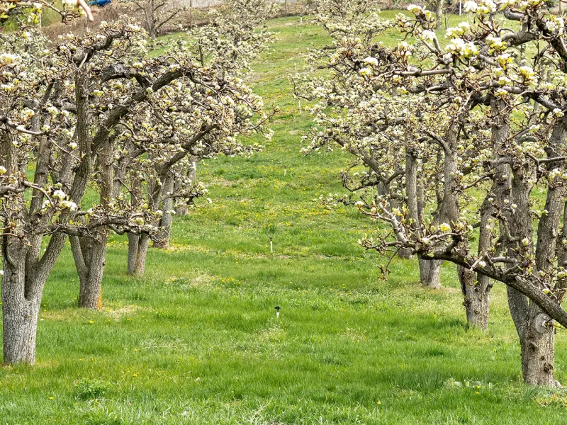 Discover Naramata - April 16 2026