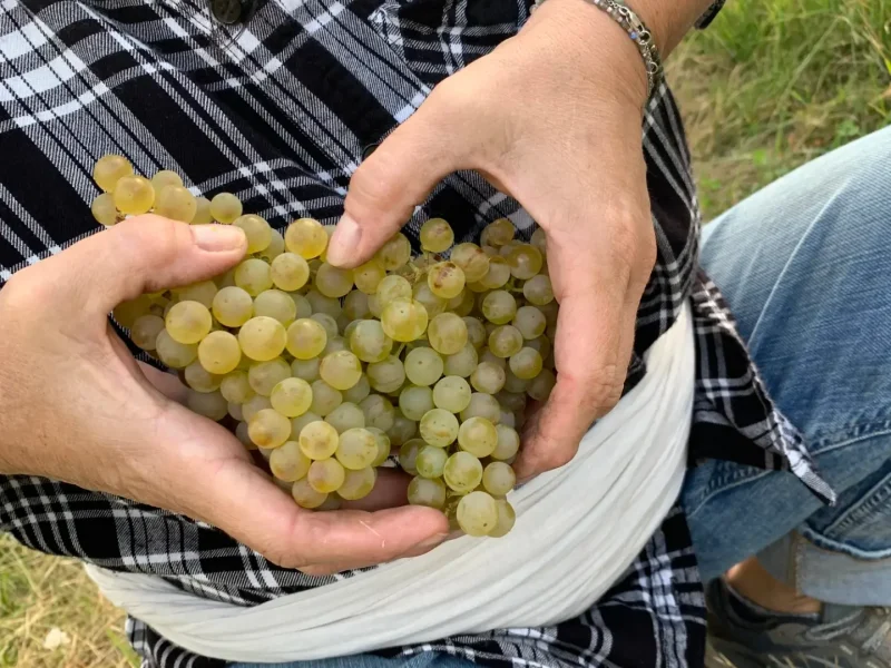Modesta Winery 9