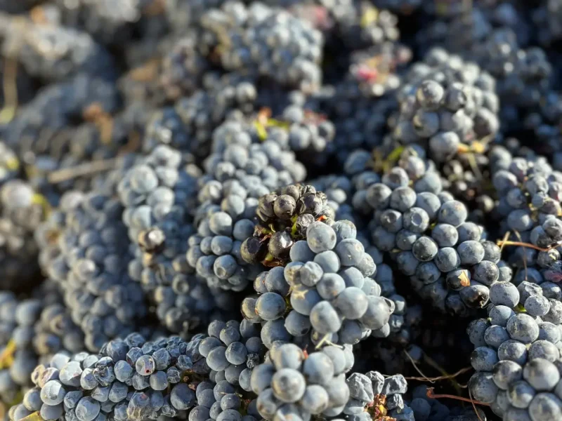 Modesta Winery3