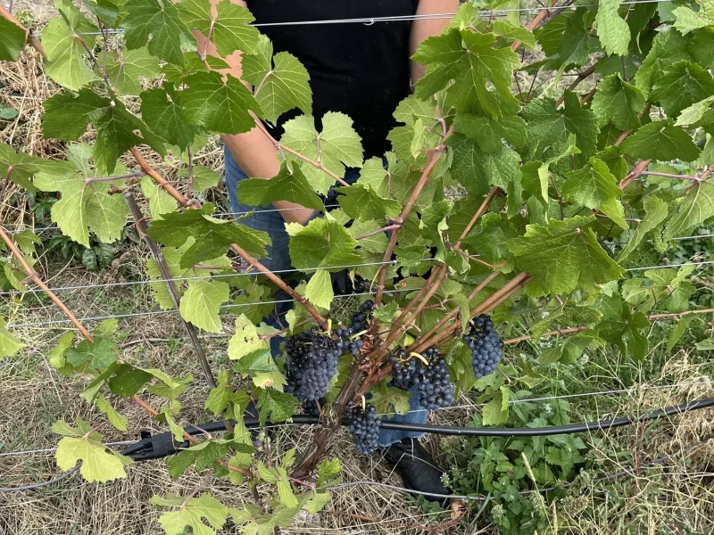 Modesta Winery7