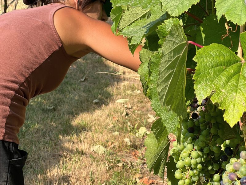 OriginWines2