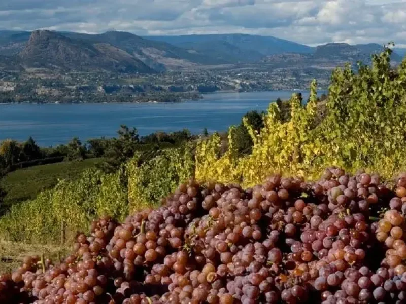PinotGrisGrapes-