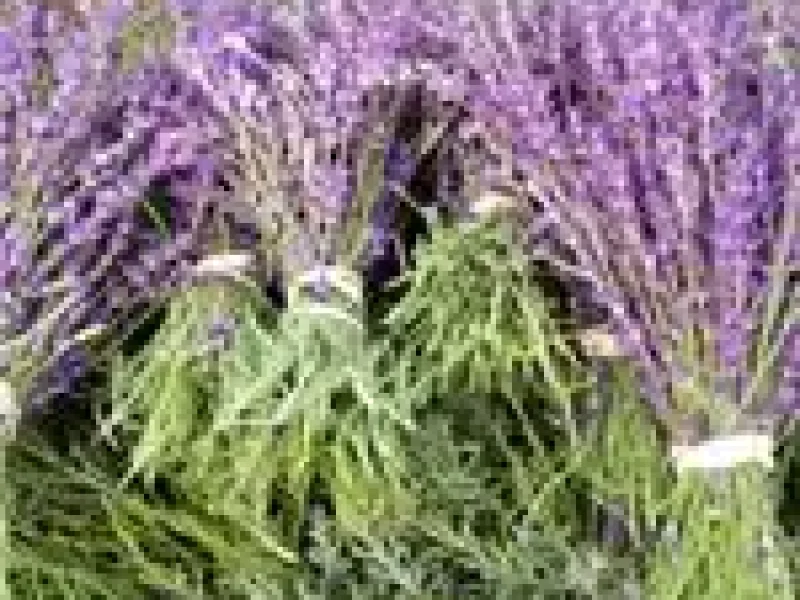 PlaylistLavenderBundle