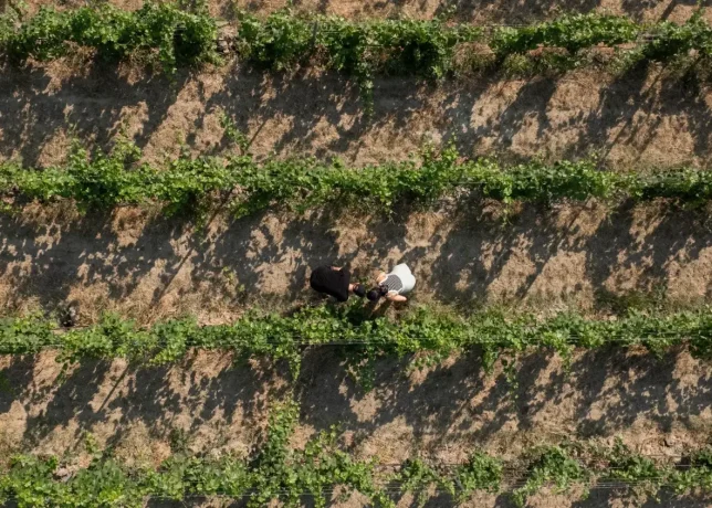 Stenberg-240721-DJI_0332-1