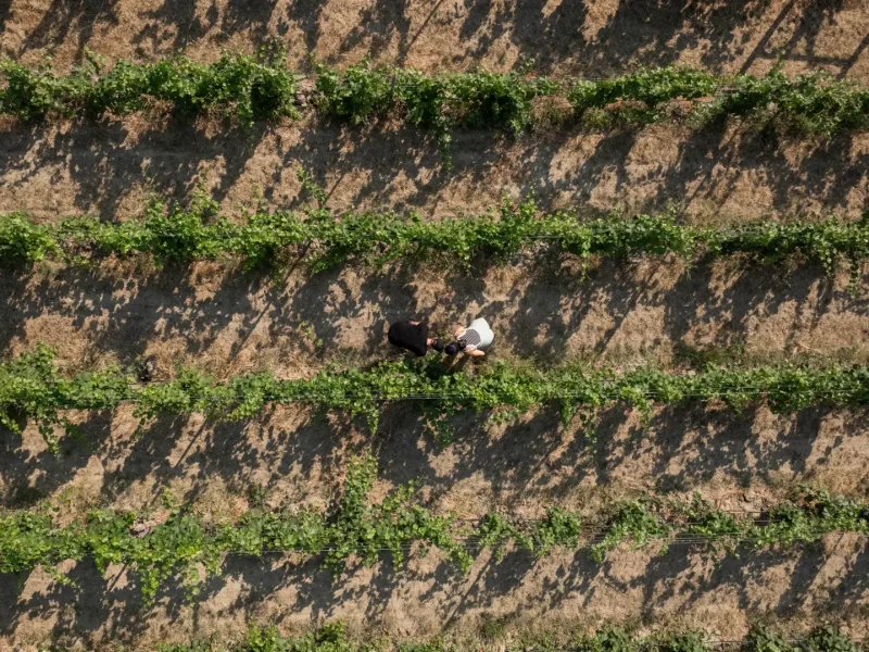 Stenberg-240721-DJI_0332