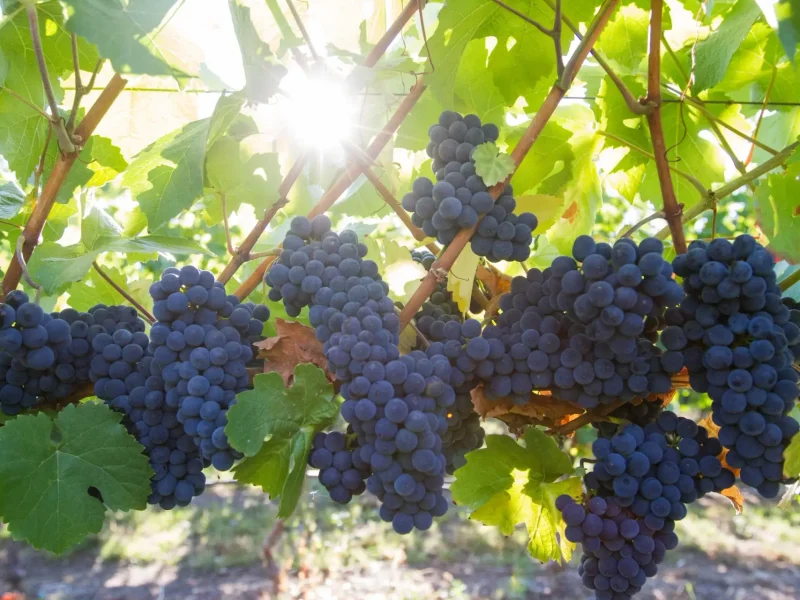 TightropeWinery6