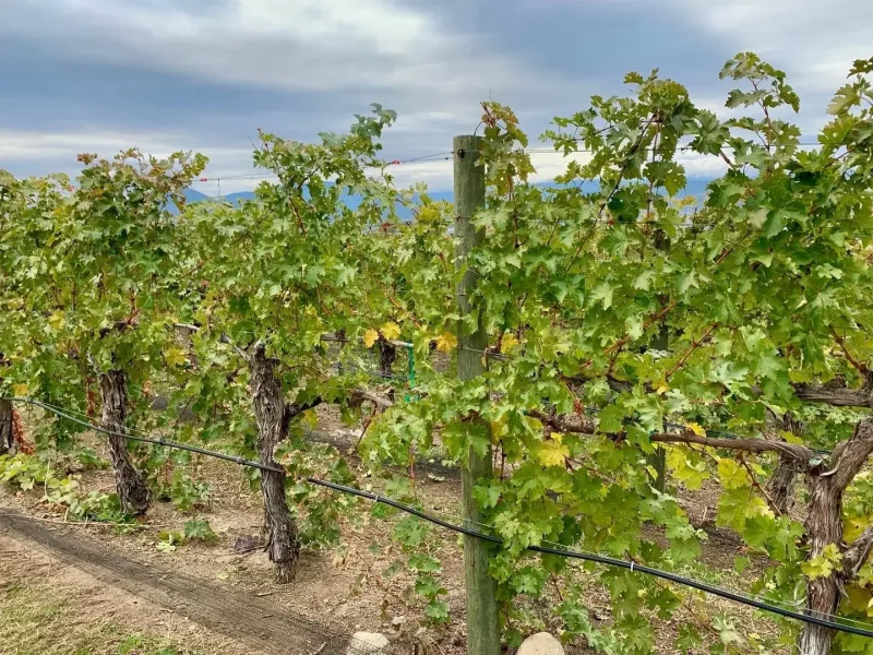Wesbert Winery img4