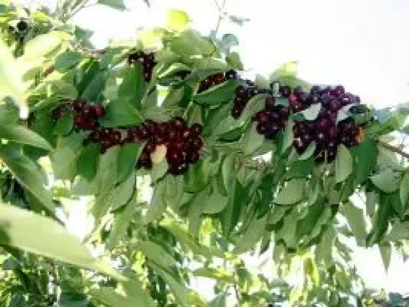 imgi_27_Fresh-Cherries-300x200