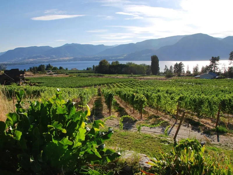 imgi_51_Naramata-Bench-Wineries-Association-4