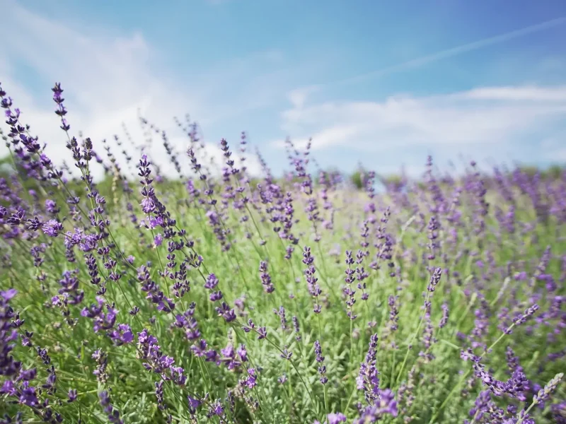 lavender-1-1