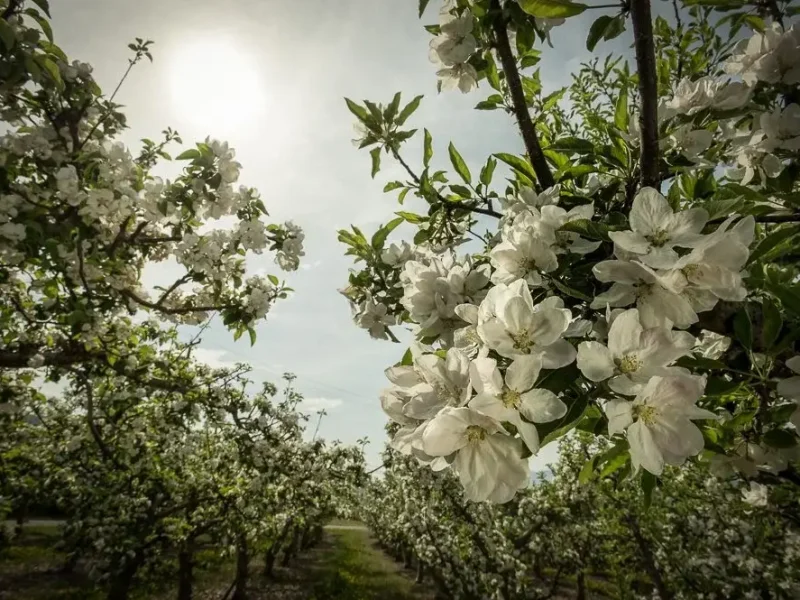 ncc-spring-2016-828229