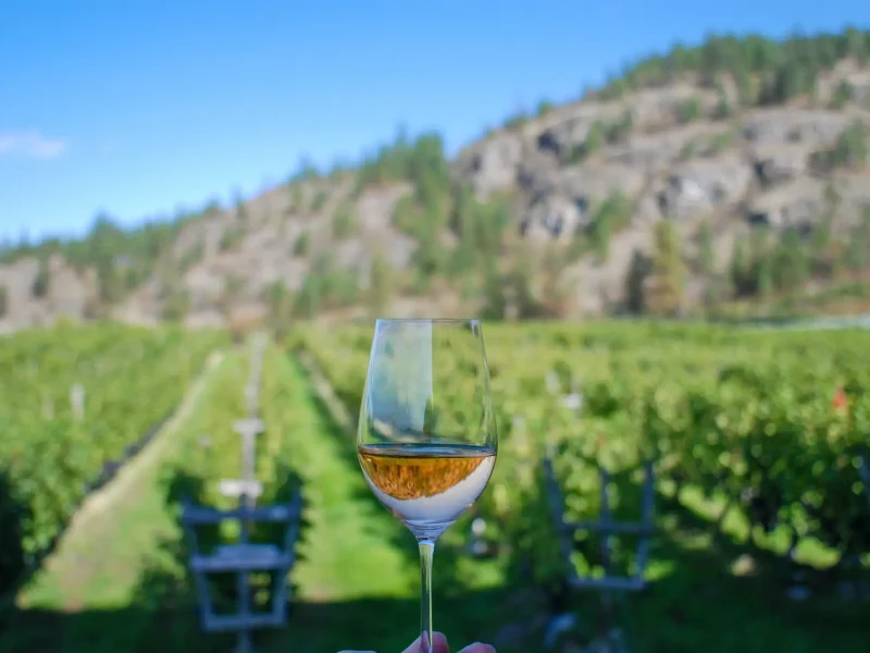 nichol-vineyard-1-1