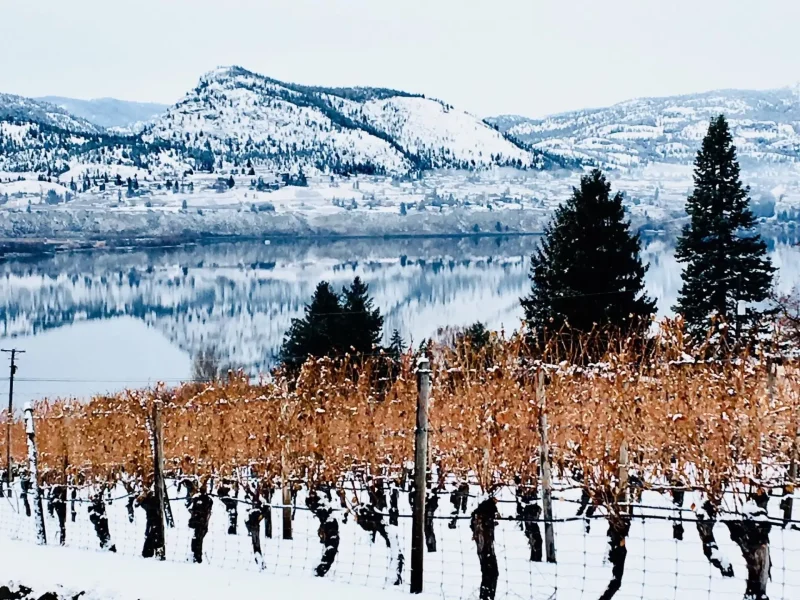 nichol-vineyard-6