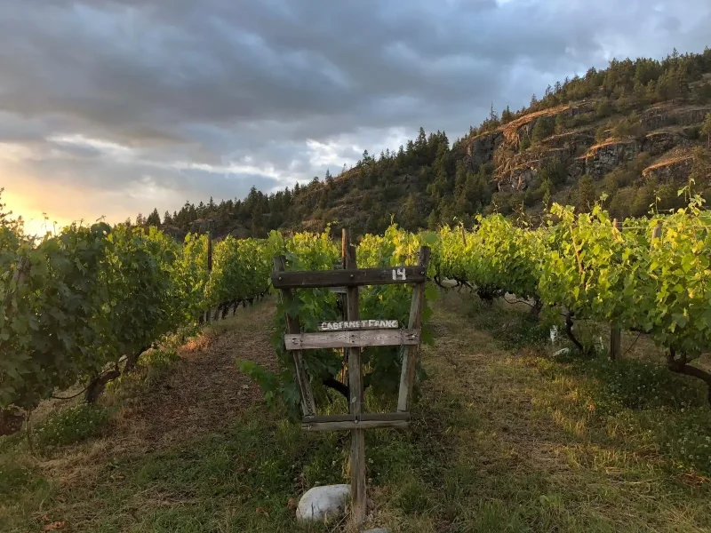 nichol-vineyard-9